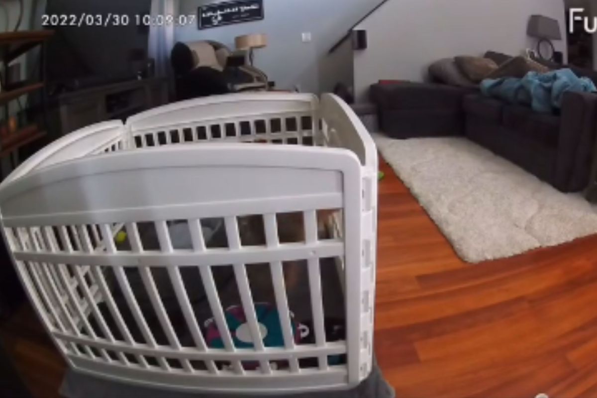 Dog Owner Checks Pet Cam on Puppy's First Time Hom