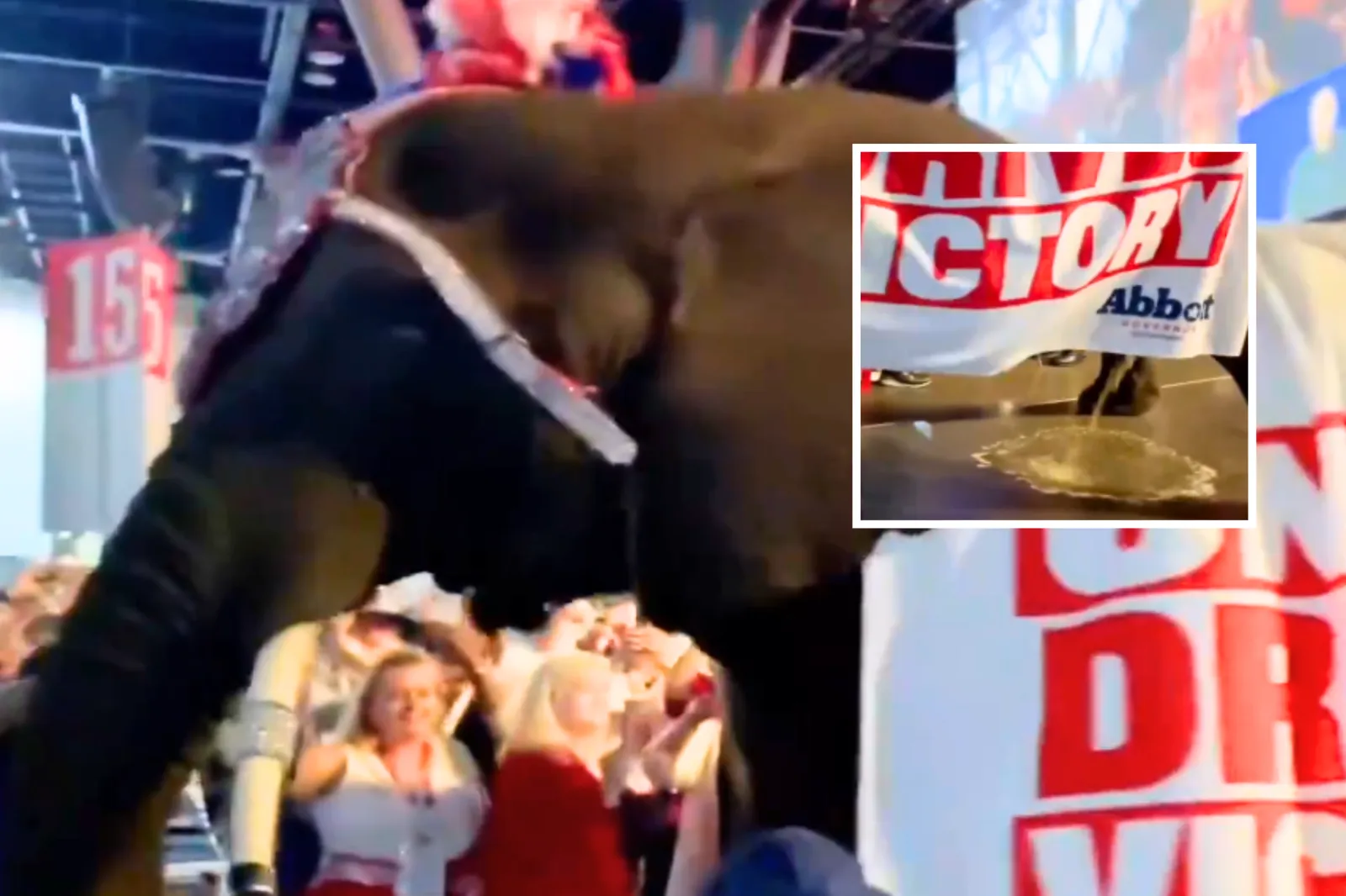 A still from footage showing an elephant urinating on the floor during the Texas GOP convention inn Houston, shared by the Texas Democratic Party on X on June 12, 2026