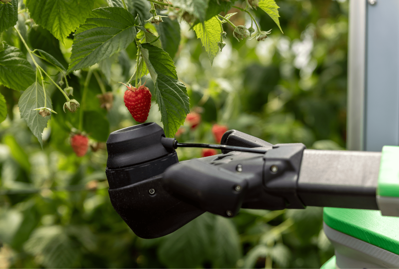 newsweek.com - Eileen Falkenberg-Hull - Your next pint of strawberries might be picked by a robot