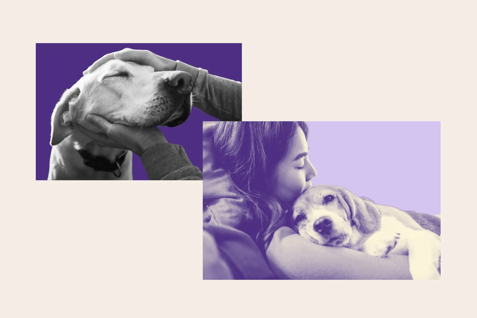 A Stock image shows two dogs getting spoiled by their owners with pets and cuddles.