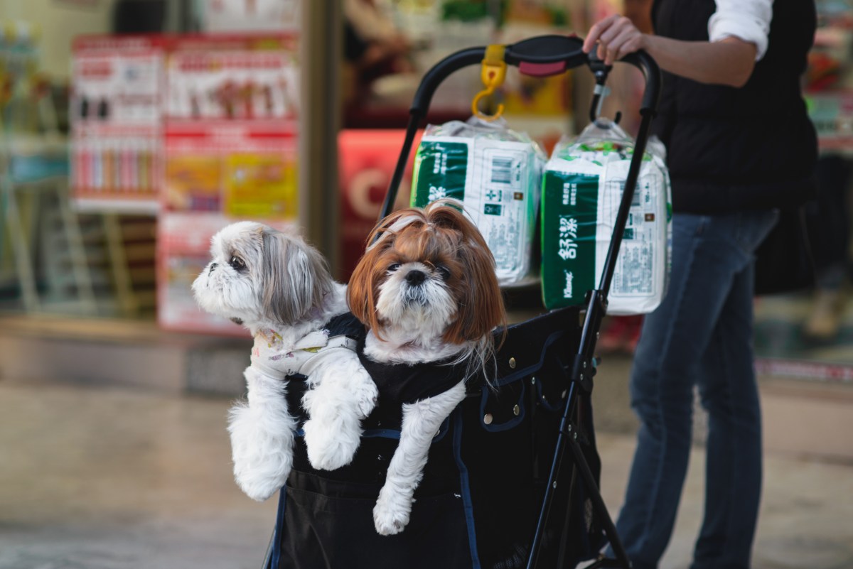 The Island Where Pets Outnumber Children
