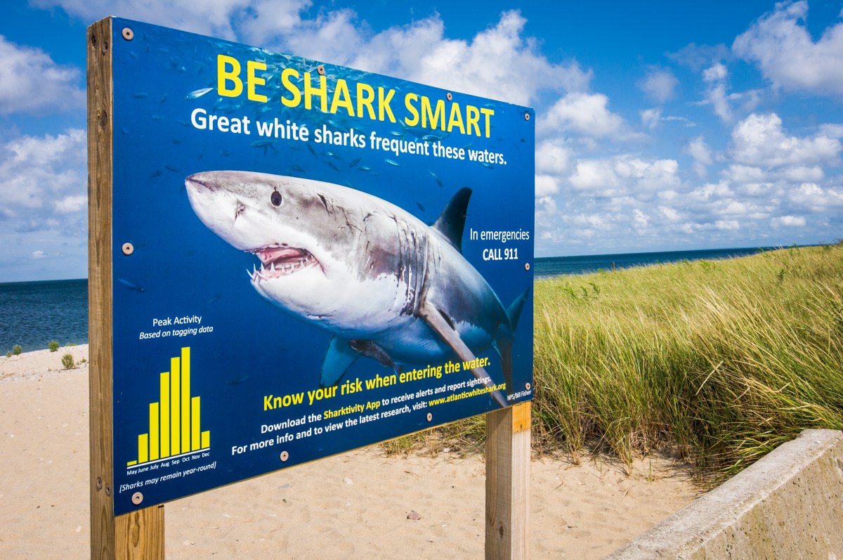 Why Shark Warnings Are Returning to the East Coast