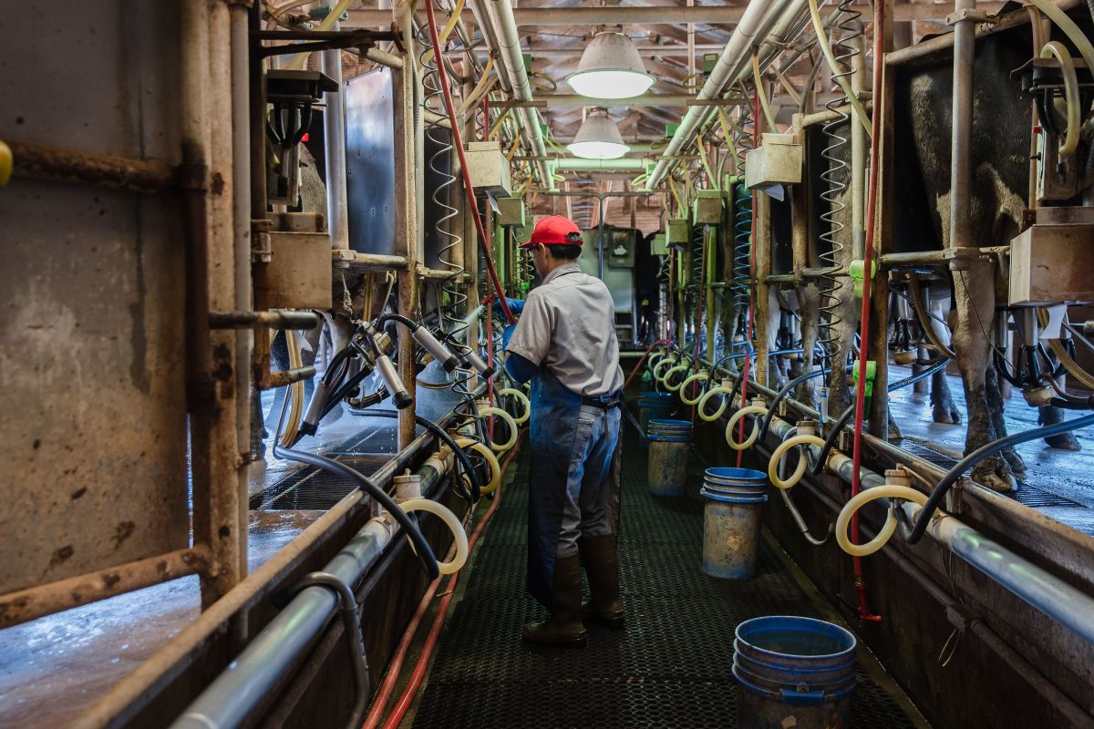 Trump Admin Eases Visa Rules for Immigrant Workers in Dairy Industry