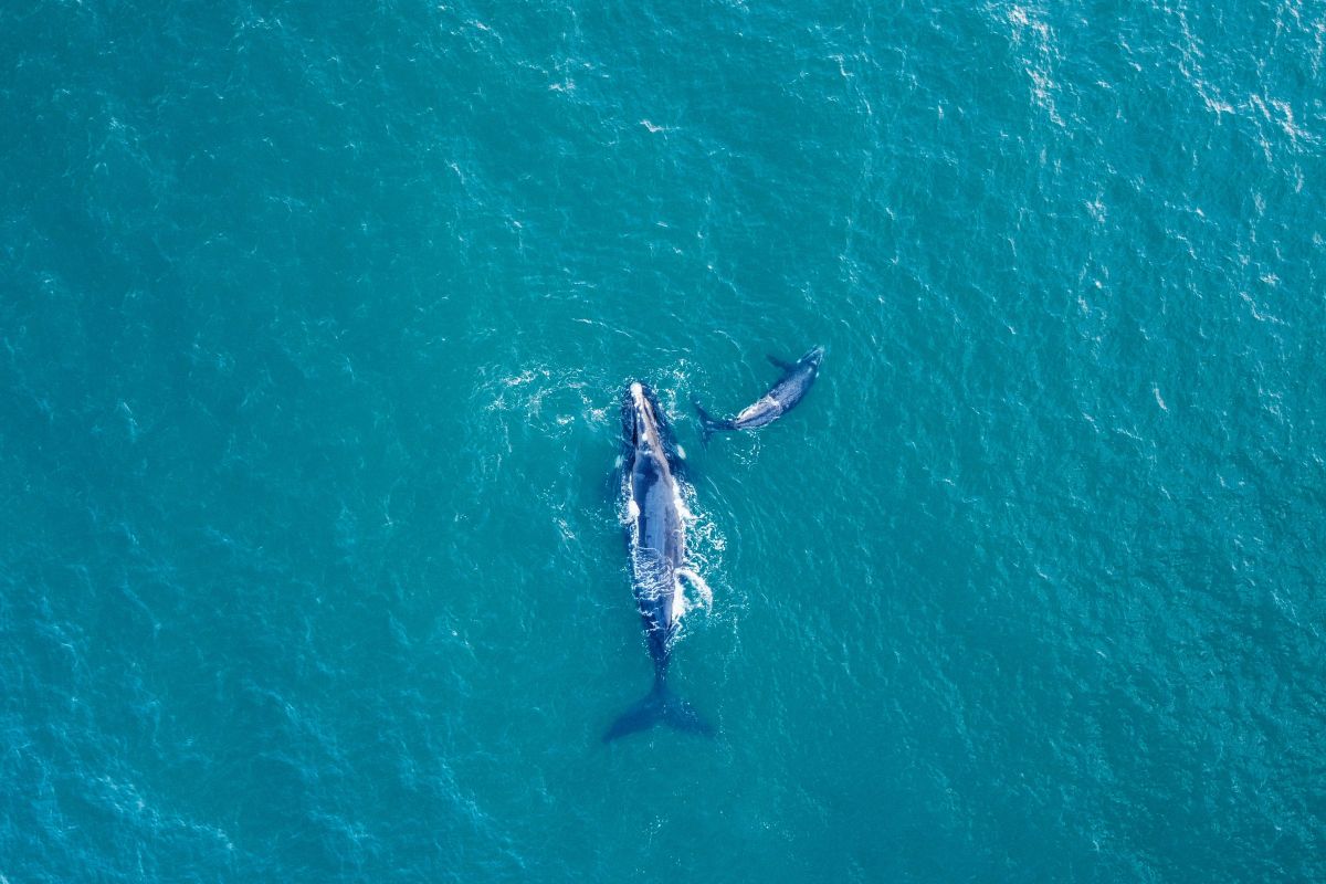 Royal Caribbean Whale Death Is Part of a Much Bigger Crisis