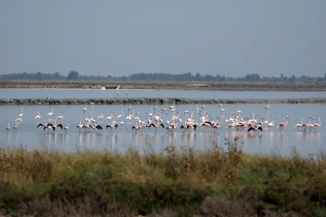 A flock of flamingos at the Narta lagoon, north of the city of Vlora, Albania, photographed on May 23, 2023.