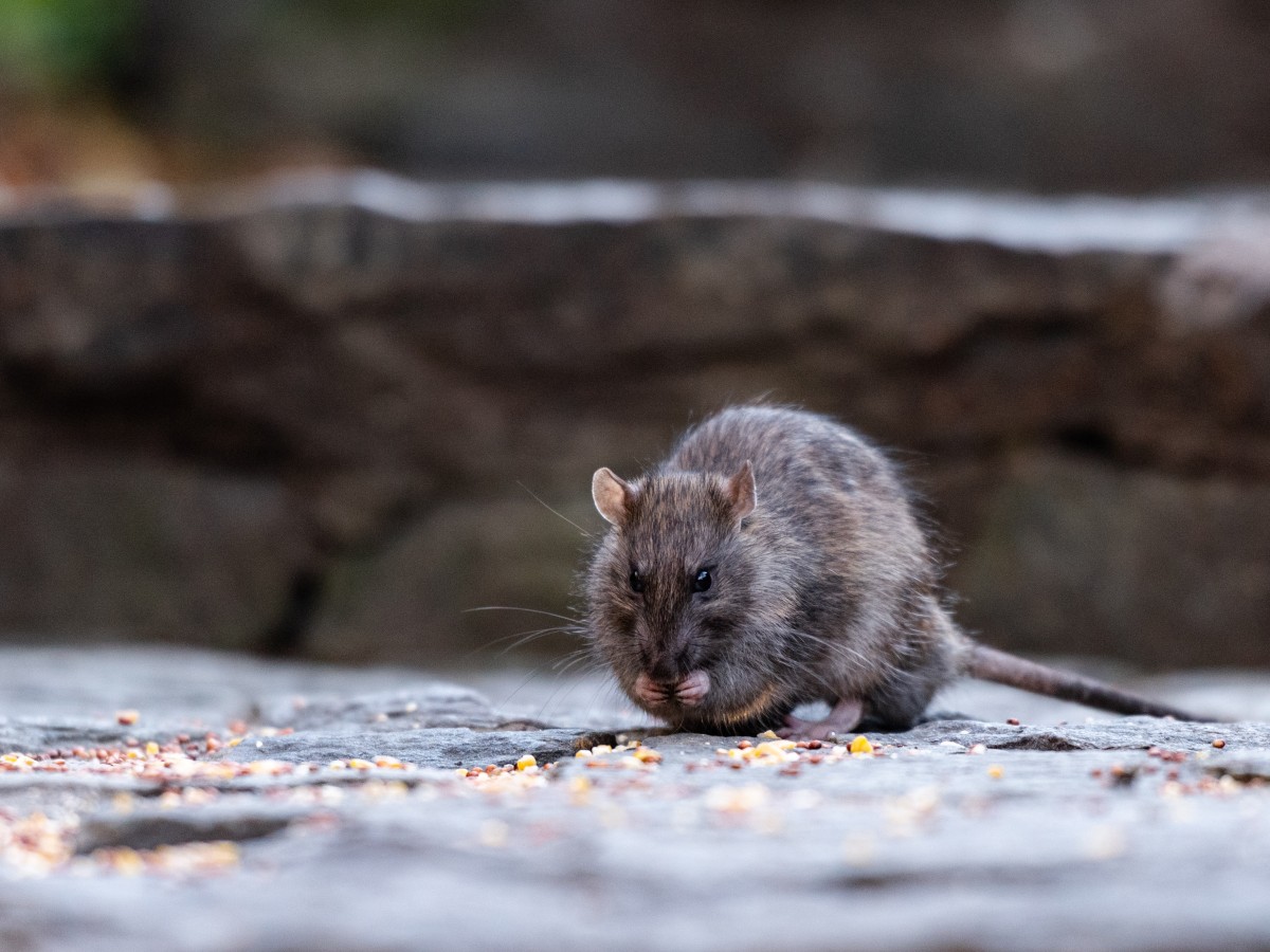 Mice are Evolving: What it Means for Rodent Problems in US Cities