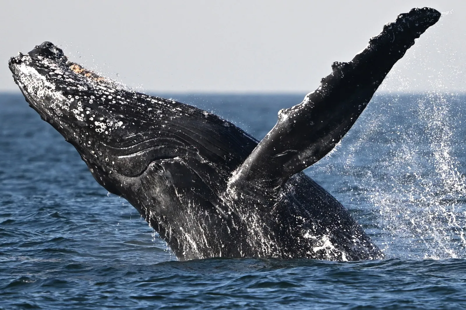 A humpback whale (Megaptera novaeangliae) jumps at the coast of Niteroi, Rio de Janeiro state, Brazil on June 20, 2024. (Mauro Pimentel/AFP via Getty Images)