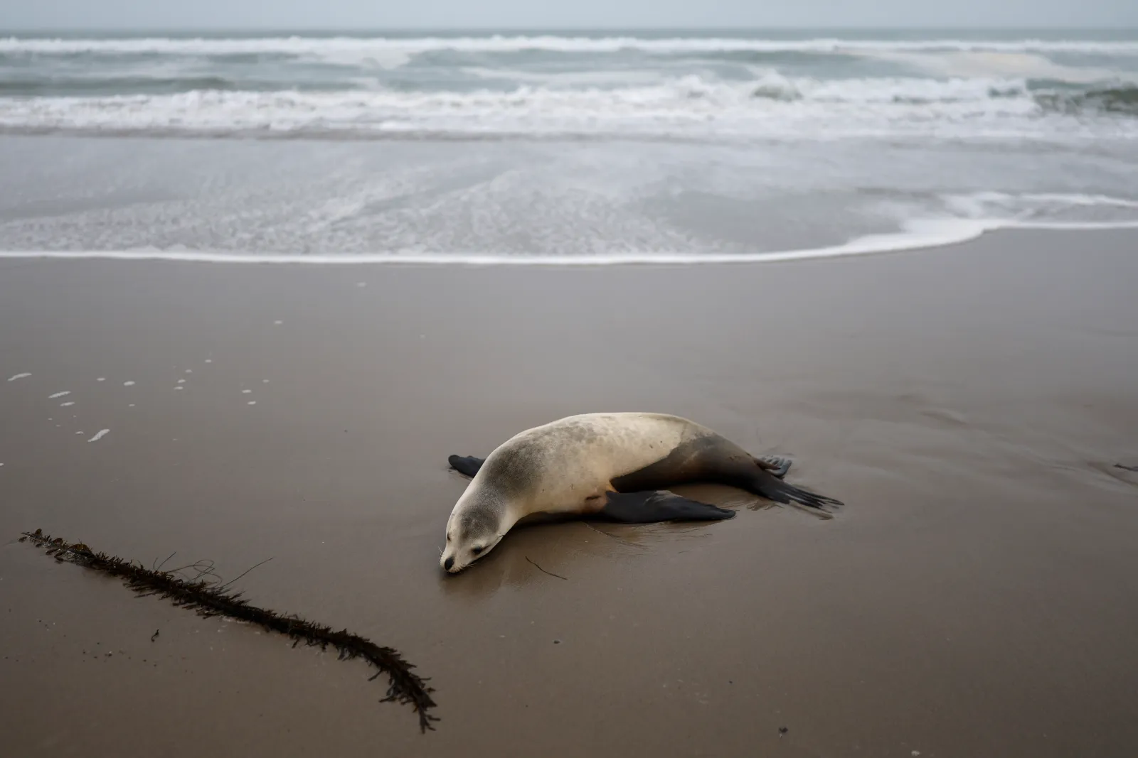 A stranded California sea lion suffering from suspected domoic acid poisoning cranes its head on the beach, before being rescued by CIMWI (Channel Islands Marine & Wildlife Institute) volunteers, on March 27, 2025, in Oxnard, California.
