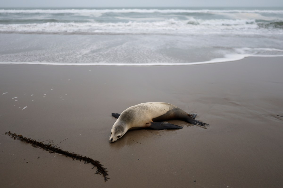 Animals Facing Greatest Risk of Death From El Niño Marine Heat Waves