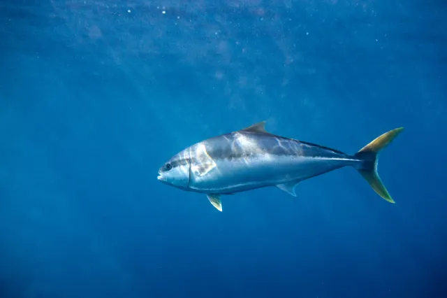 A yellowtail kingfish swims below the surface in blue, deep, clear ocean water. President Donald Trump on Thursday signed a proclamation reopening sections of federally protected marine national monuments in the Pacific Ocean to commercial fishing.