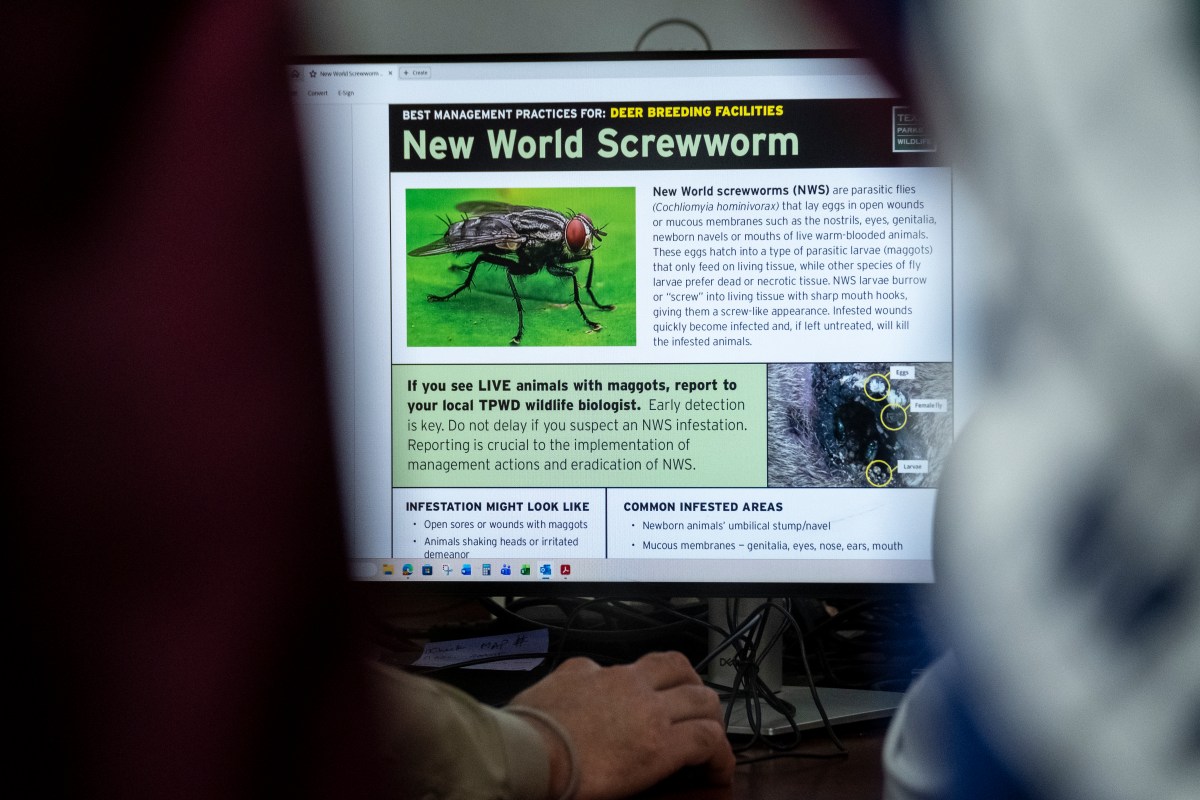 US Screwworm Update as New Case Confirmed in Texas