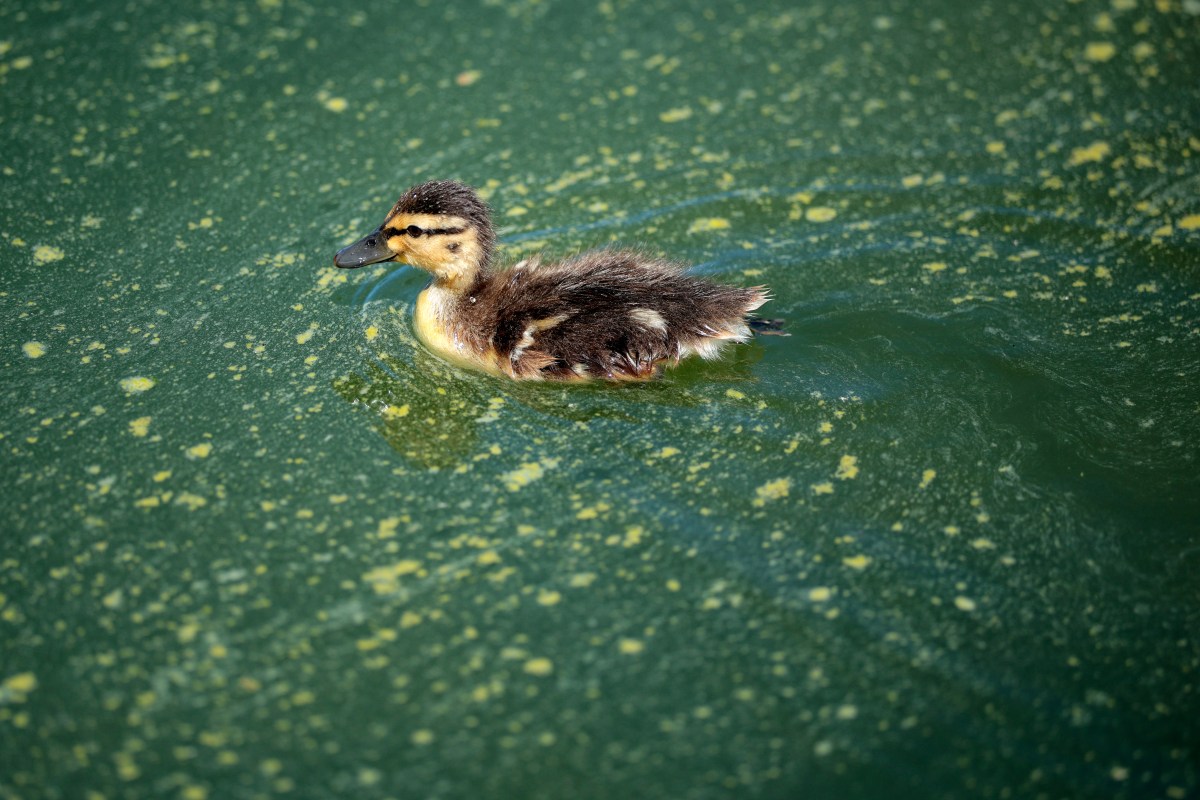 Dead Duck Found in Reflecting Pool: Experts Weigh In on 3 Potential Causes Dead Duck Found in Reflecting Pool: Experts Weigh In on 3 Potential Causes