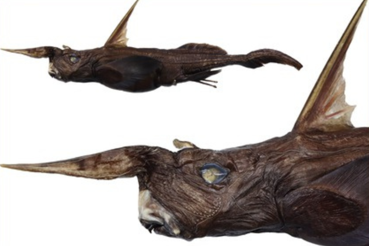 New Deep-Sea & 039;Ghost Shark& 039; Species Discovered off Costa Rica New Deep-Sea & 039;Ghost Shark& 039; Species Discovered off Costa Rica