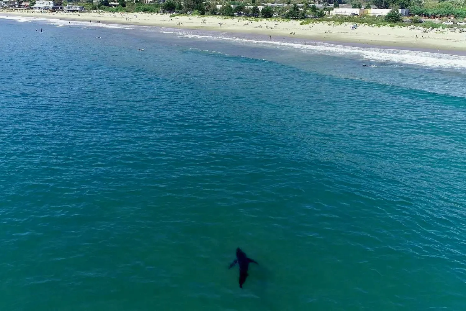 Shark-near-beach.png?w=1600&quality=80&webp=1