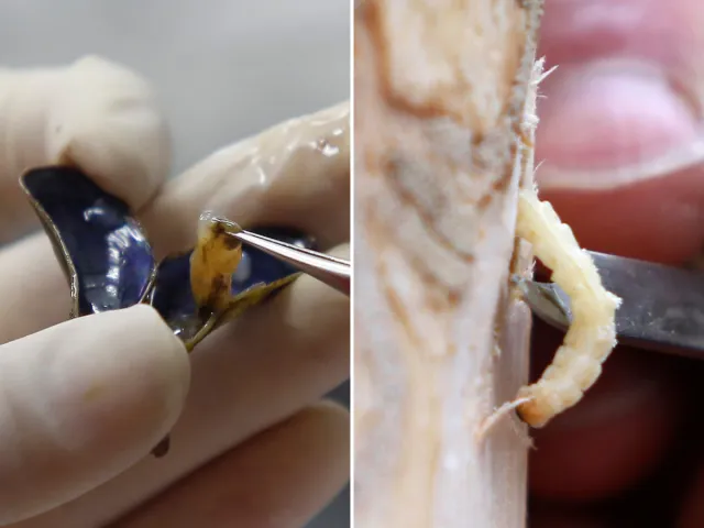 A golden mussel being tweezed out of its shell and an emerald ash borer larvae being removed from an ash tree are seen.