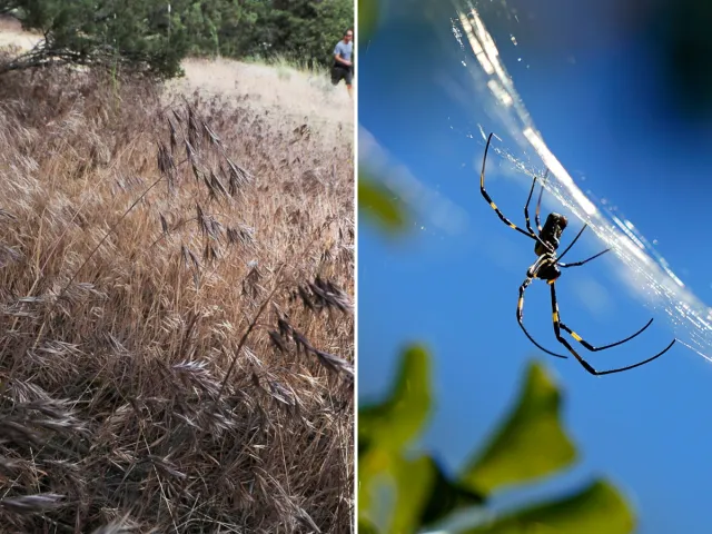 An area of cheatgrass and a Joro spider on its web are seen.