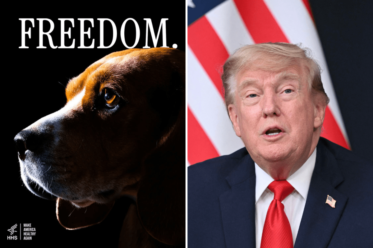 DHSC Praises Trump and RFK Jr After 475 Beagles Released: What To Know