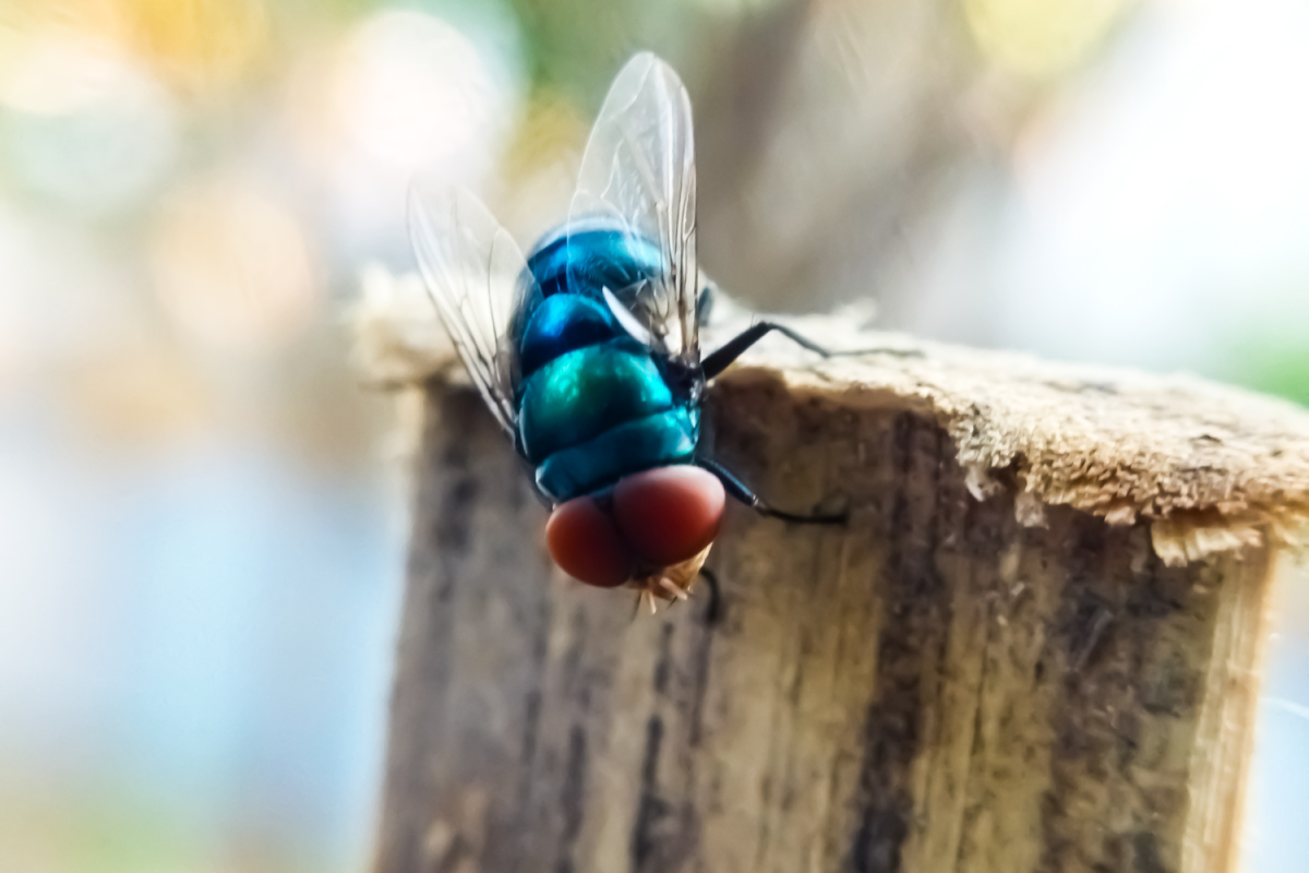 New World Screwworms in Pets: What to Look Out For