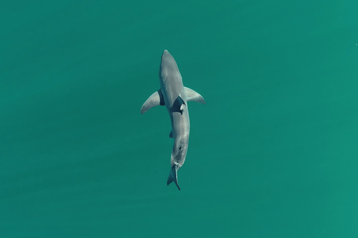 El Niño Could Bring Sharks to Beaches That Have Never Seen T
