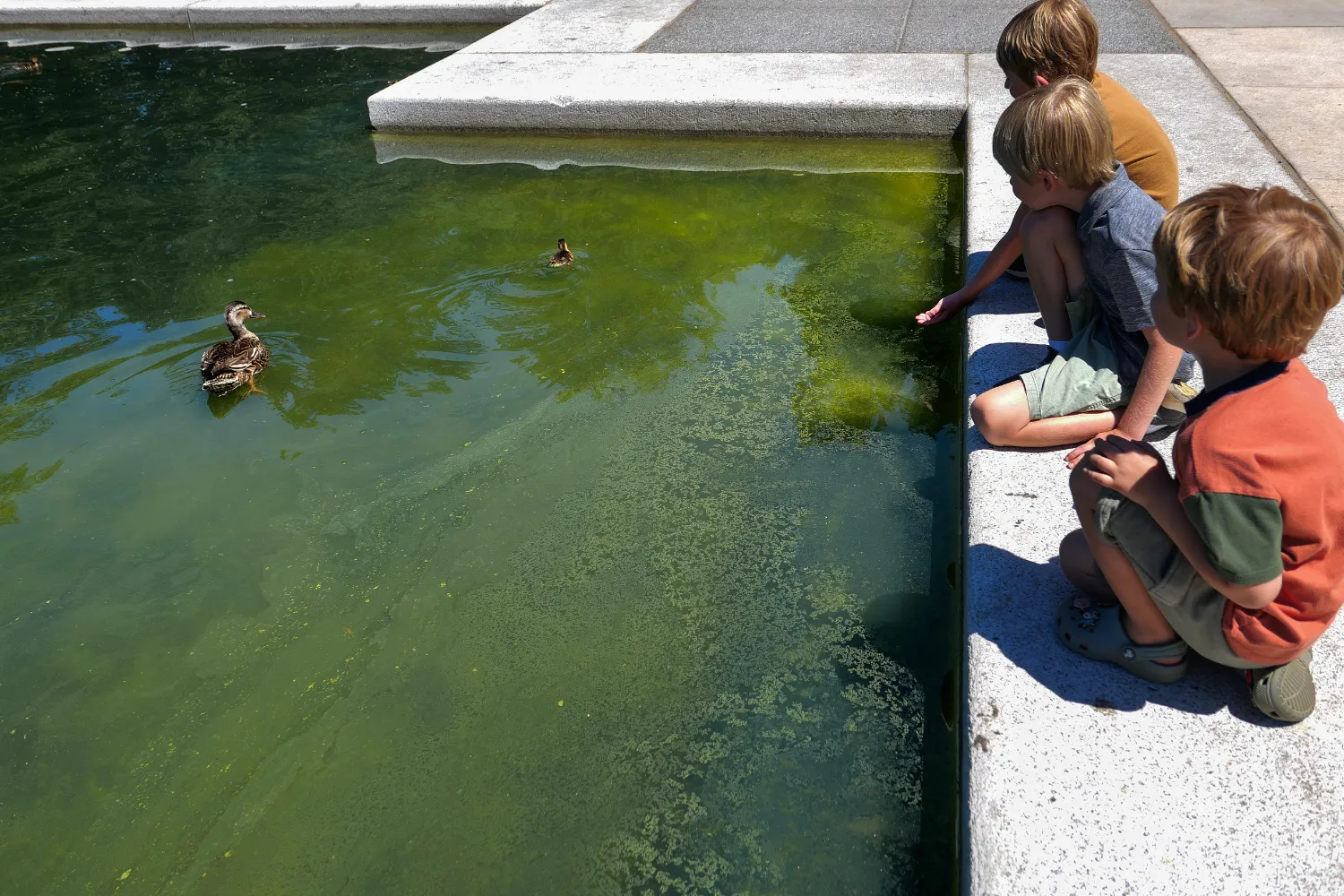 Children try to get the attention of some ducks as they swim through algae in the newly repainted Lincoln Memorial Reflecting Pool on the National Mall on June 16, 2026 in Washington, DC.