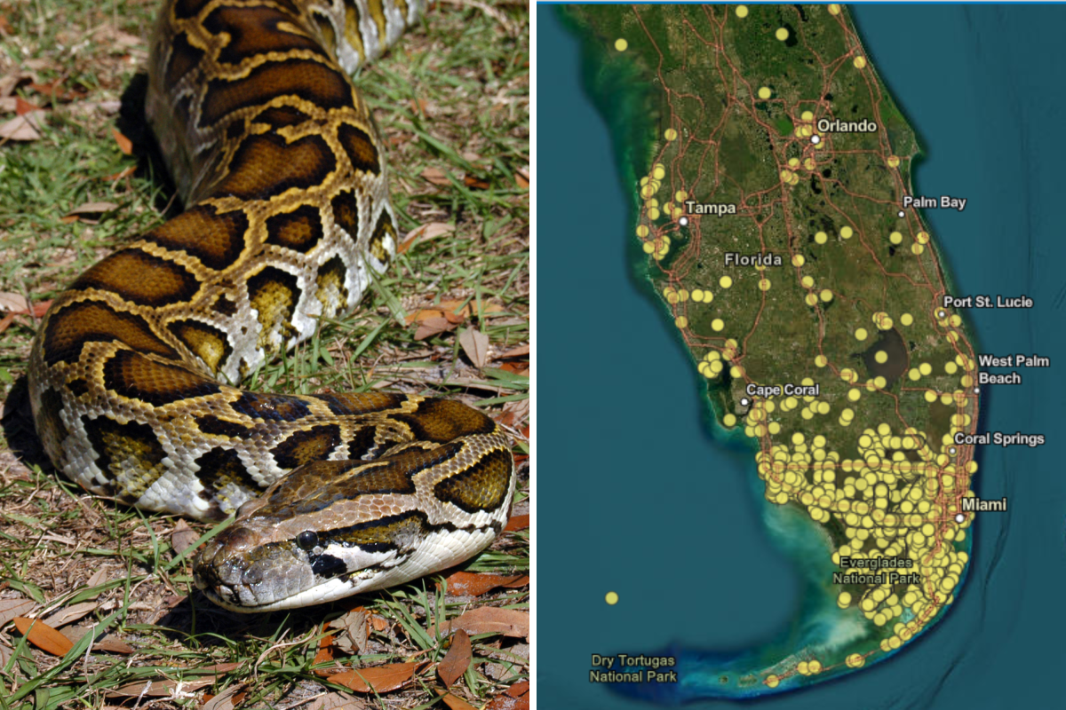 Maps Show Spread of Burmese Pythons as Hunting Challenge Begins