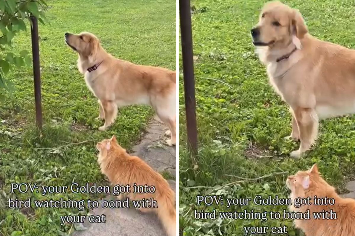 Can Dogs and Cats Be Friends? Vet Shares 4 Surprising Ways for Them to Bond