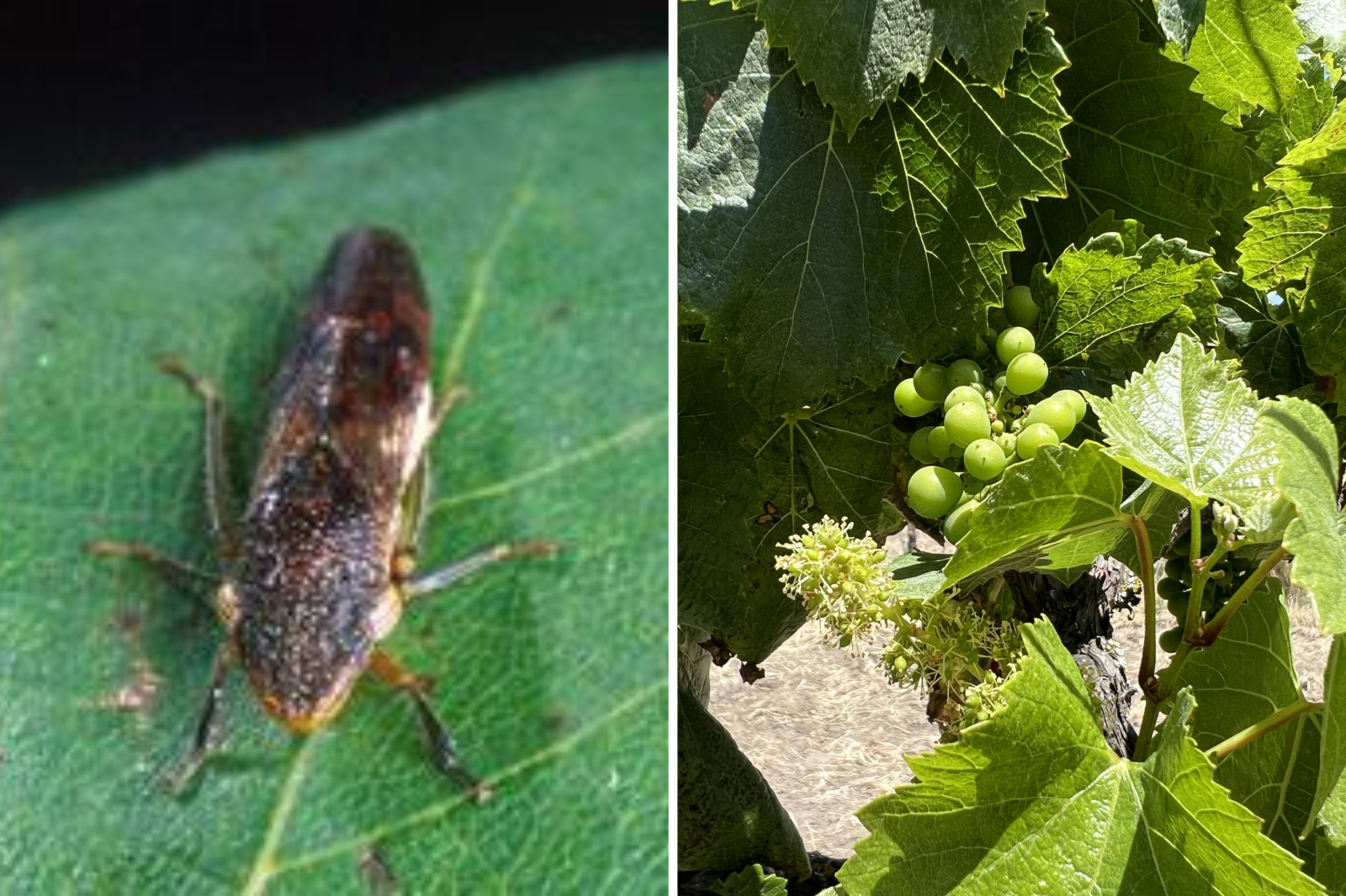 newsweek.com - Amanda Greenwood - What are glassy-winged sharpshooters? Invasive insect sparks Costco recall