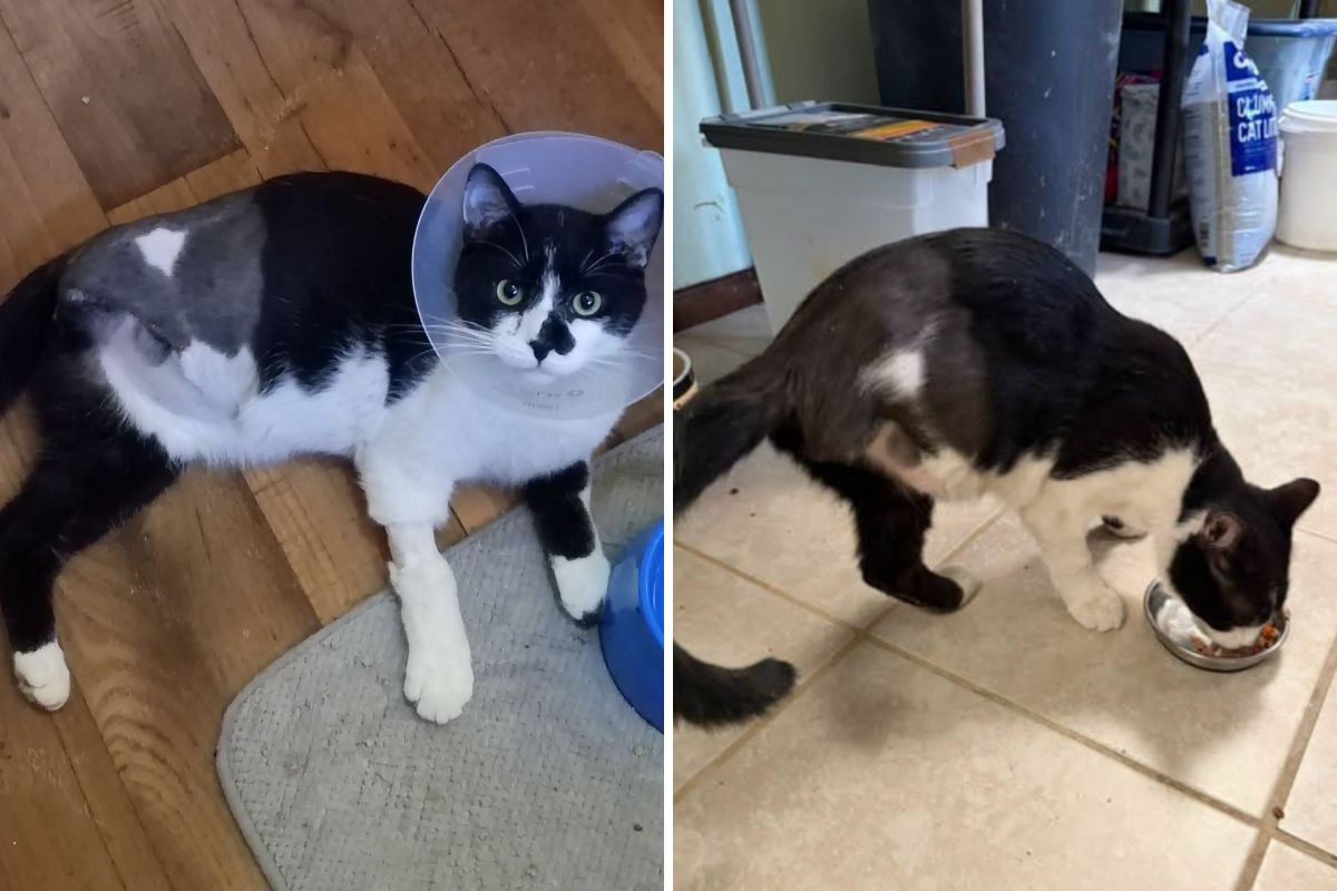 Vet Explains How to Help a Traumatized Shelter Cat Learn to Trust You