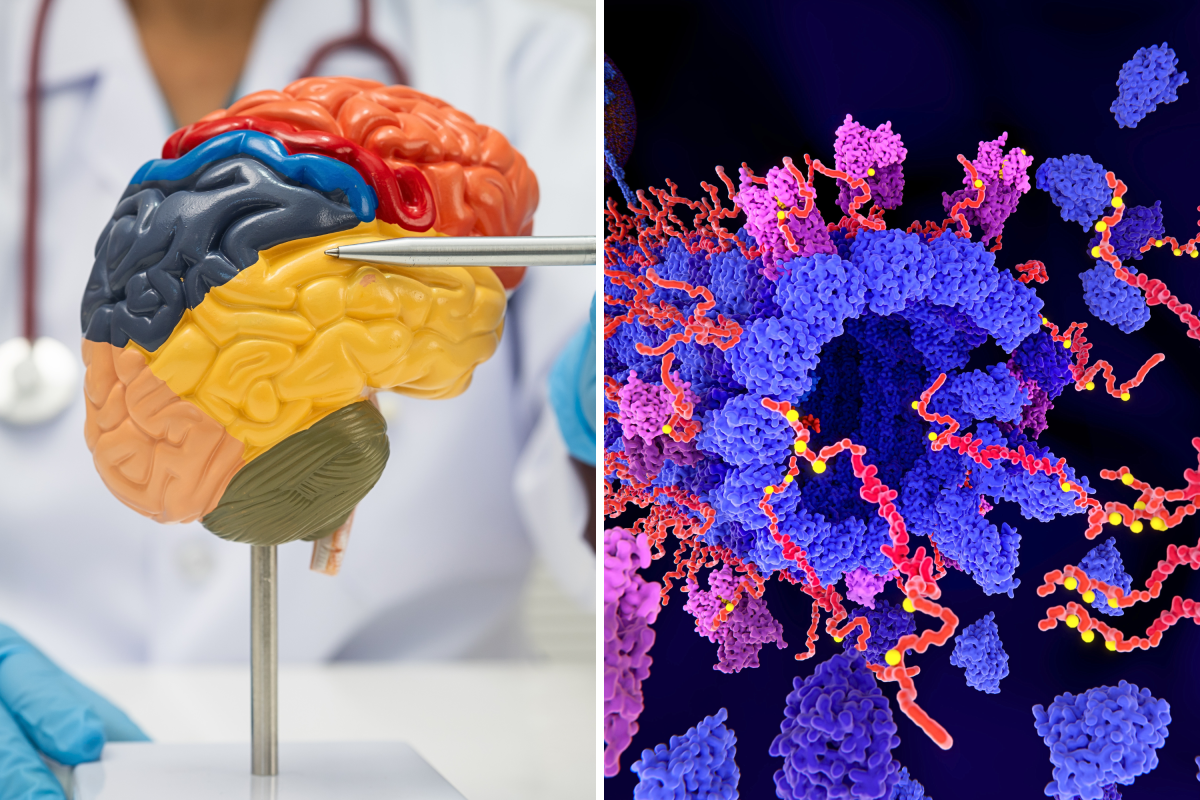 Scientists Expected One Thing From Alzheimer’s Protein—They Found Another Scientists Expected One Thing From Alzheimer’s Protein—They Found Another