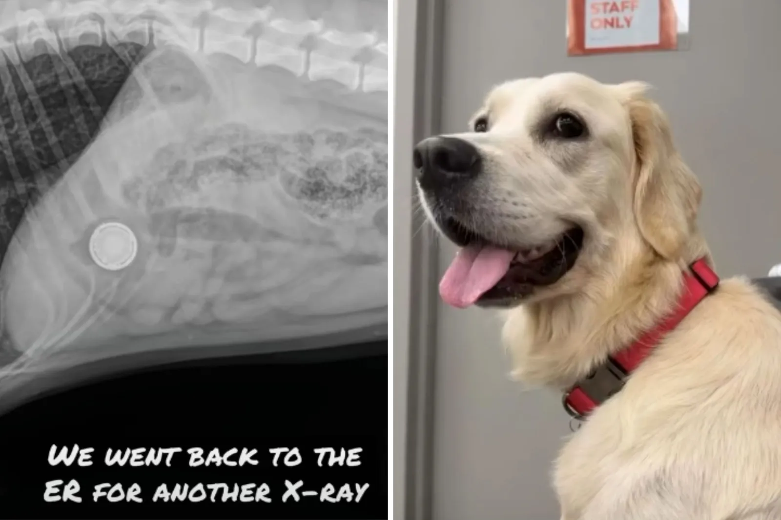 Your Dog’s Favorite Toy Could Pose a Hidden Health Risk, Expert Warns