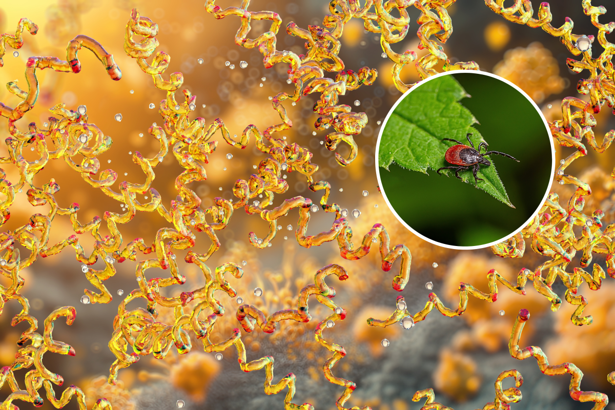 Lyme Disease Discovery Could Lead to Earlier Diagnosis and Treatment