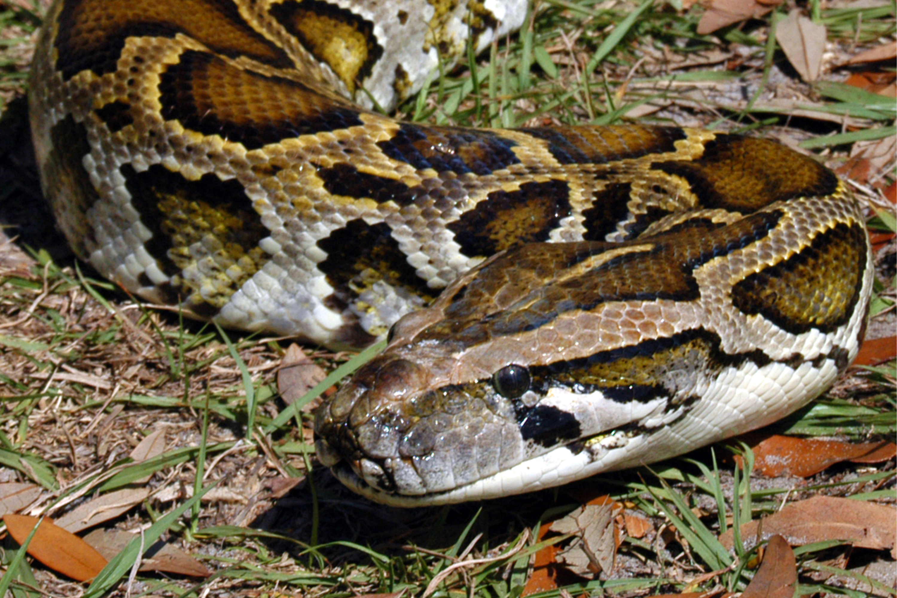 Maps Show Spread Of Burmese Pythons As Hunting Challenge Begins Newsweek Copy Of 32 Image 2026 07 09T121528 620 