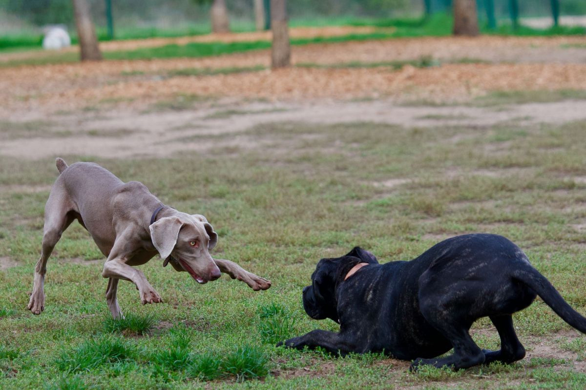 Dog Park Etiquette Mistakes That Could Put Your Pet at Risk