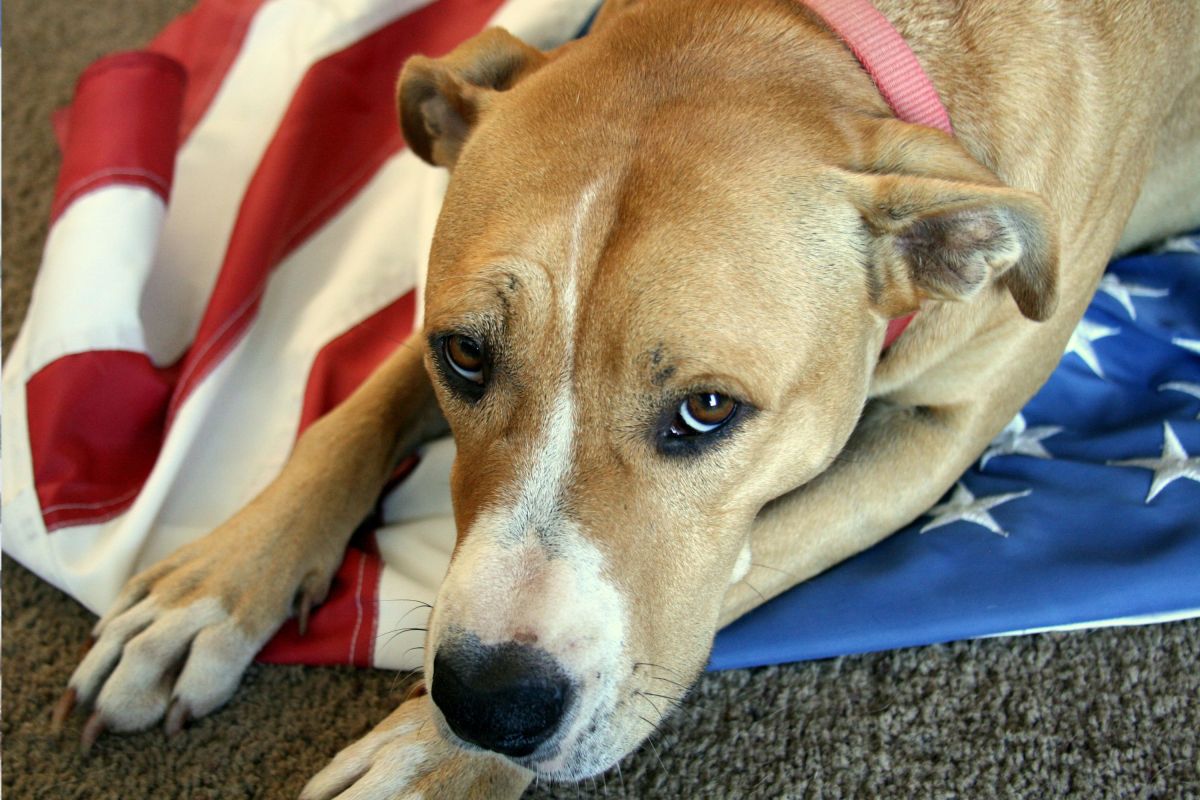 Vet Reveals the 3 Most Common Mistakes Dog Owners Make During Fireworks