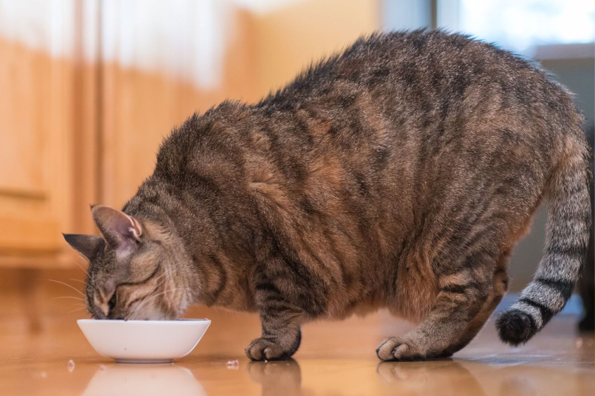 A Vet Reveals 5 Signs Your Cat May Be Overfed—One Easy To Miss