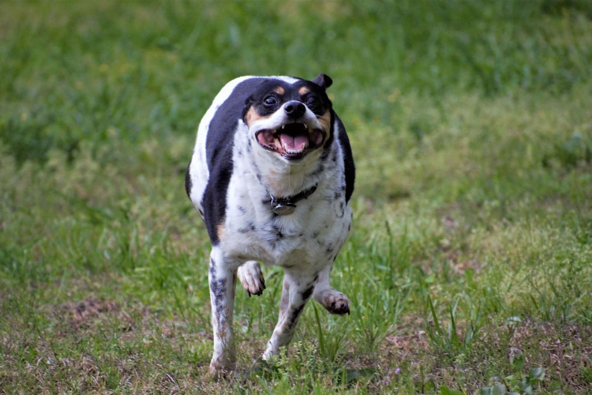 Dogs Often Get Sudden ‘Zoomies’ at Home—a Vet Explains When It’s a Red Flag