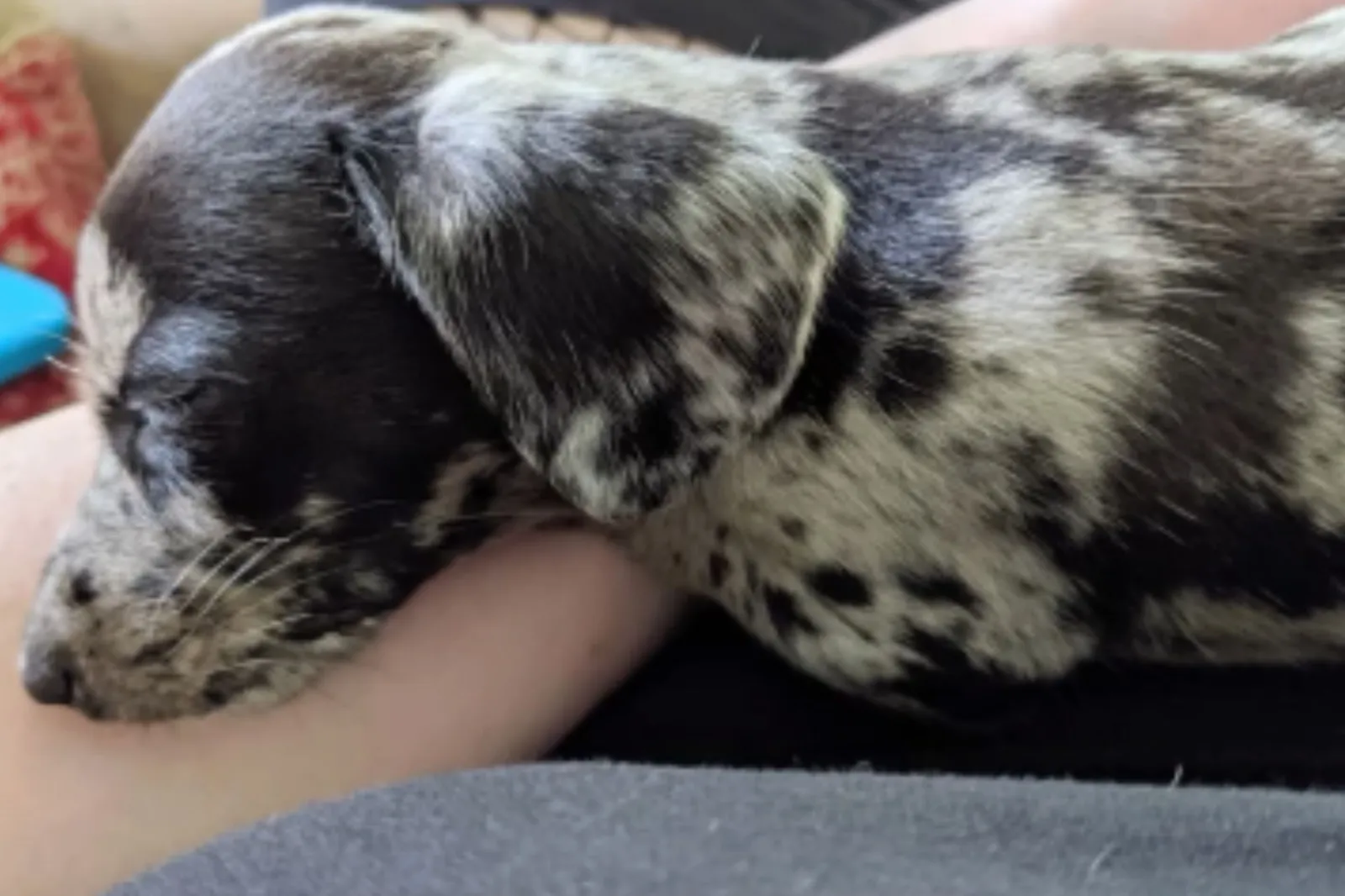 Not the Breed You Expected? Dog Expert Reveals How To Avoid Lasting Regret
