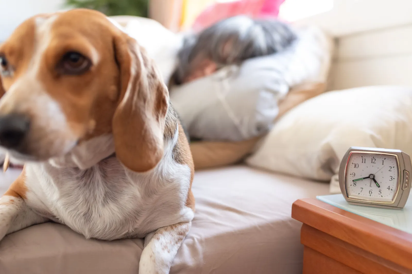 Permanent Daylight Saving Could Put Some Pets at Risk, Vet Warns