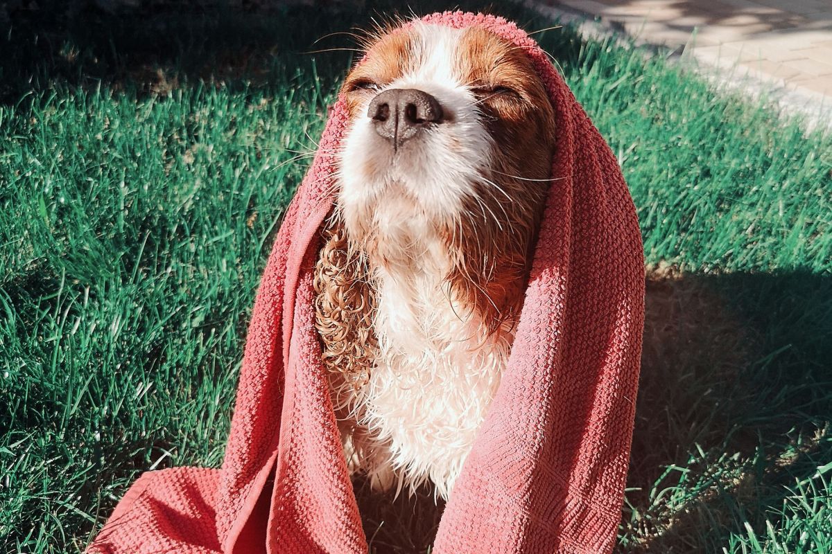 Your Dog Could Be at Risk of Sunburn—the First Signs Are Easy to Miss