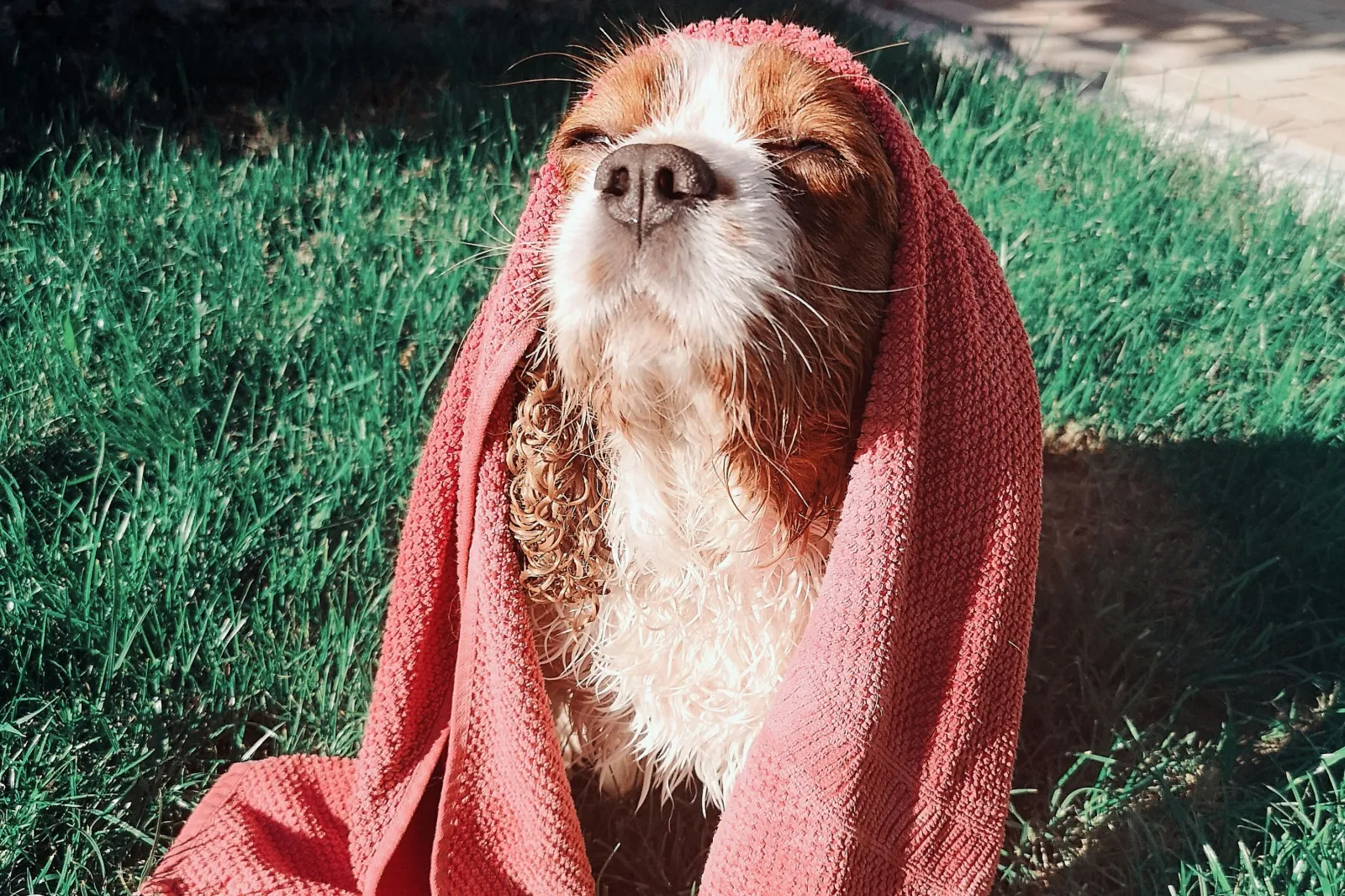 Your Dog Could Be at Risk of Sunburn—the First Signs Are Easy to Miss