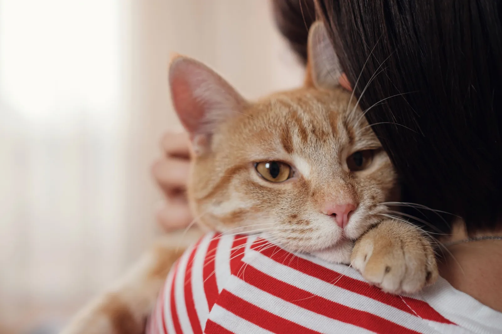 Cats May Not Be the Stress Relievers Owners Believe