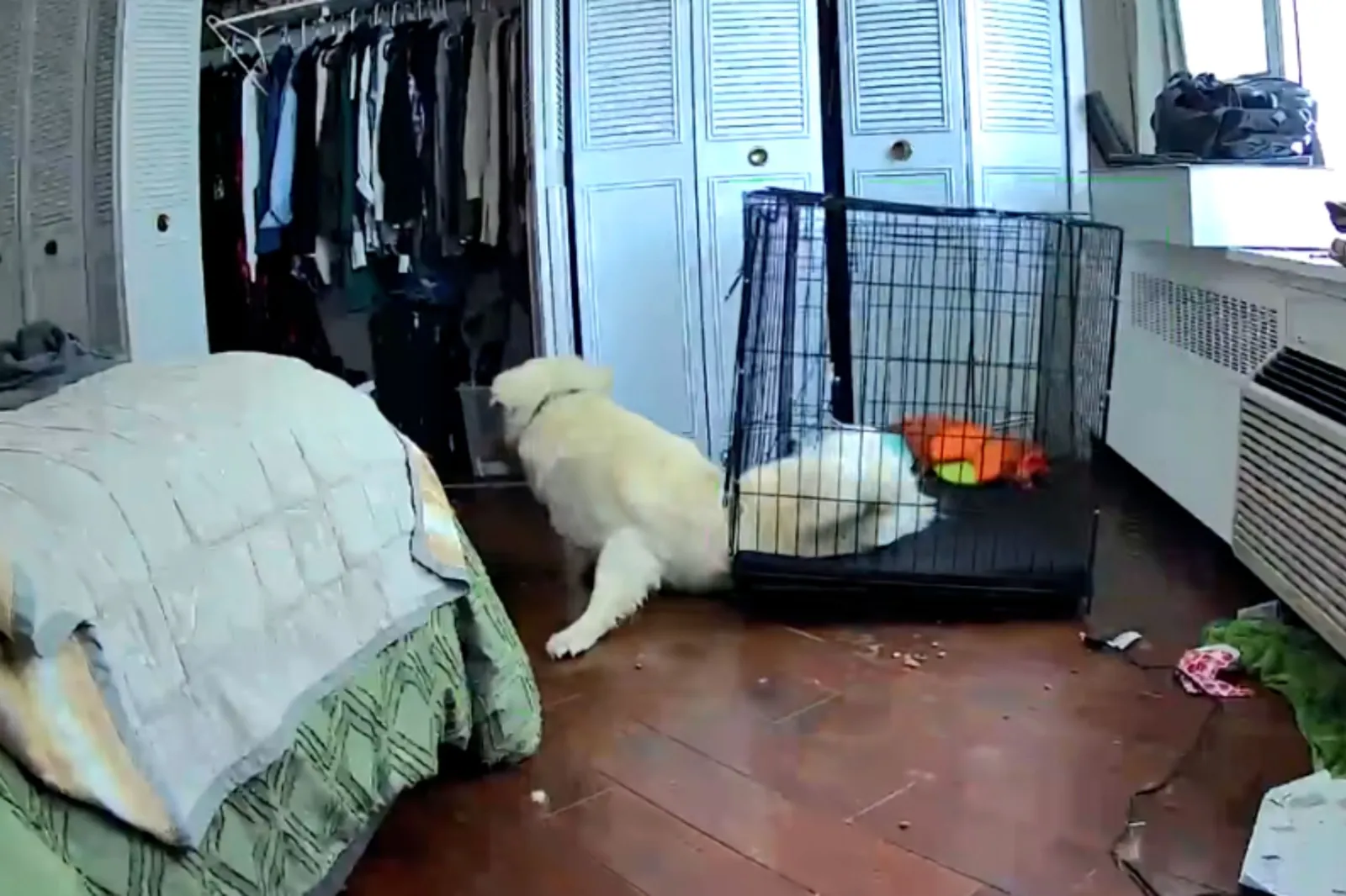 Your Dog’s Crate Escapes May Be a Sign of Something Deeper