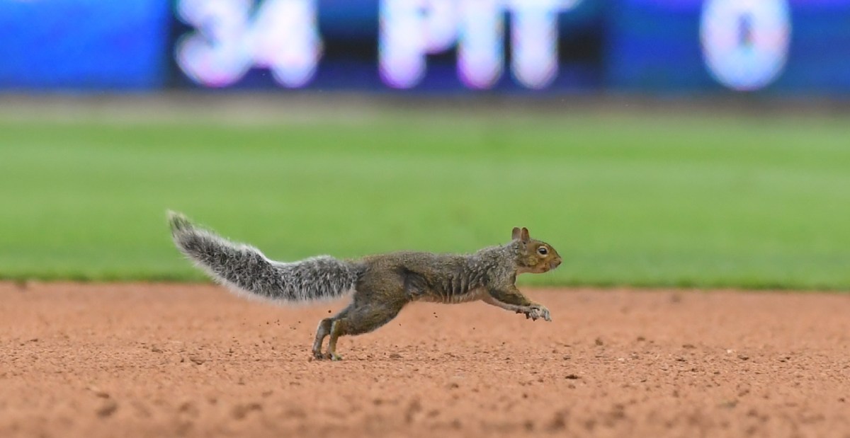 Squirrel On Field Flummoxes Entire Grounds Crew During Orioles-Tigers Game