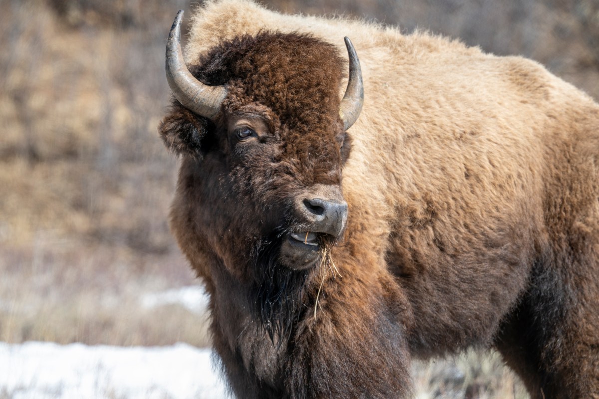 Yellowstone’s Bison Warning for Tourists as Man Thrown in Air by Animal