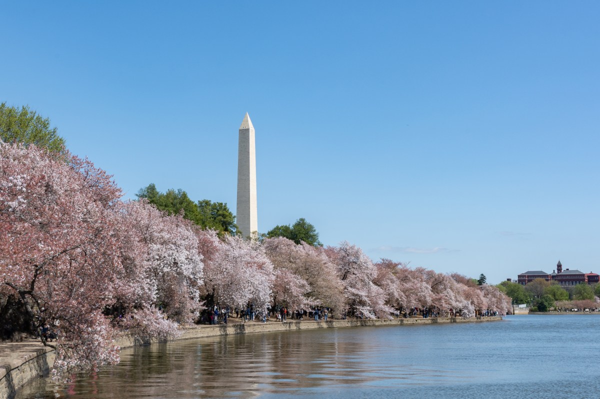 Is Trump Cutting Down DC’s Oldest Cherry Trees for Golf Course? What to Know