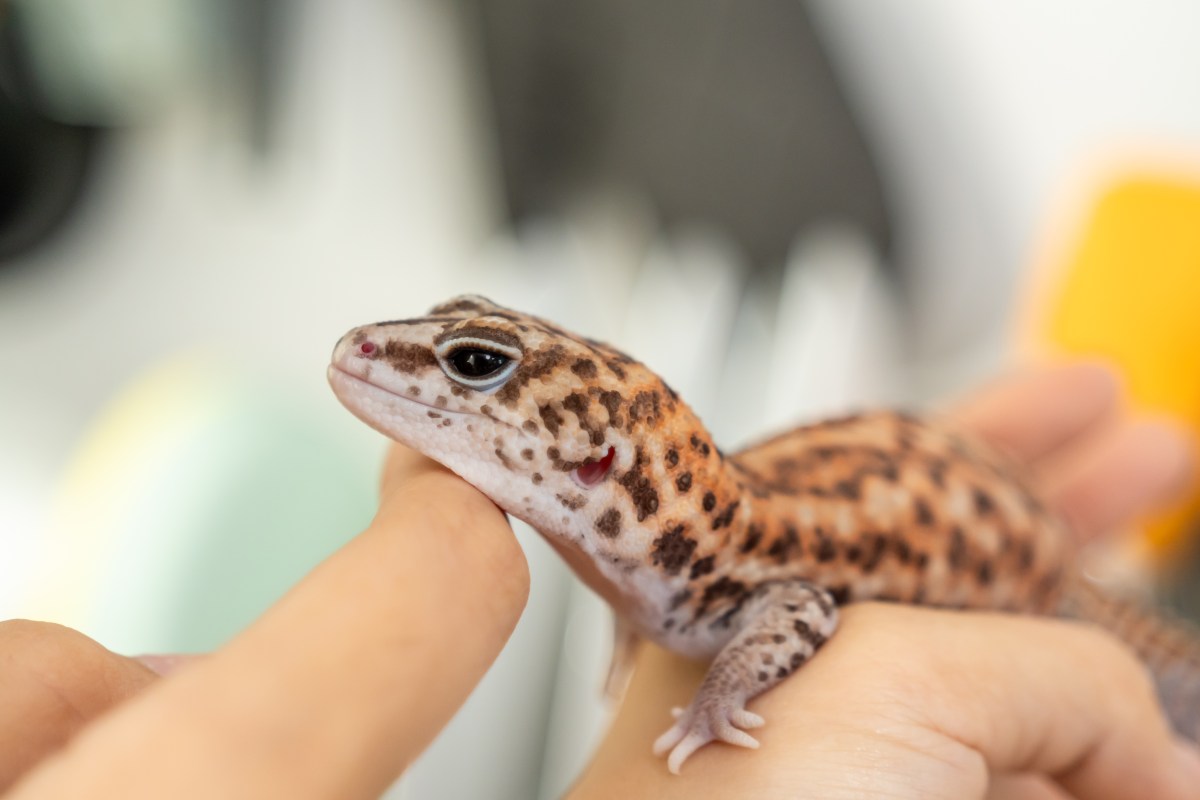 A Pet Gecko Develops Cancer. Now Scientists Think It Could Help Humans&nbsp;
