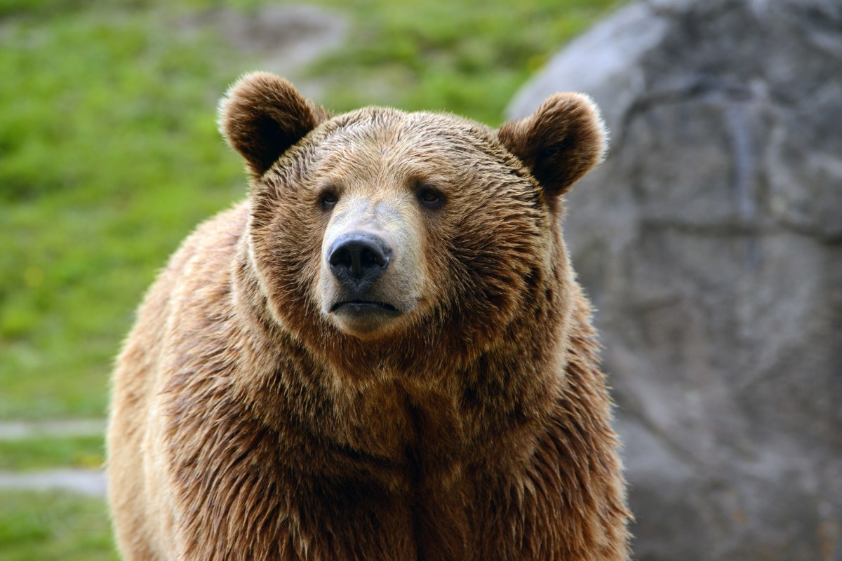 Florida Hiker Killed by Bear Climbed 18 Feet After Initial Attack