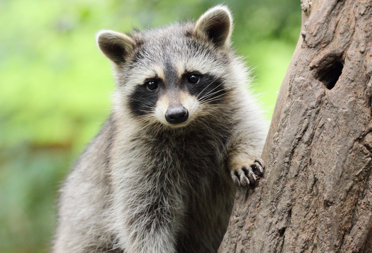 Jimothy the Raccoon’s Greatest Threat Isn’t What You Think