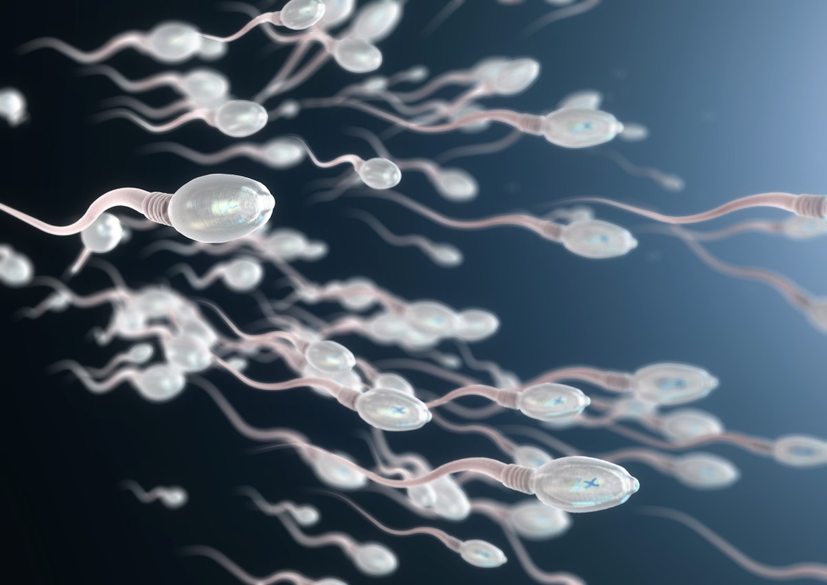 Scientists Reverse Signs of Male Fertility Aging in New Study