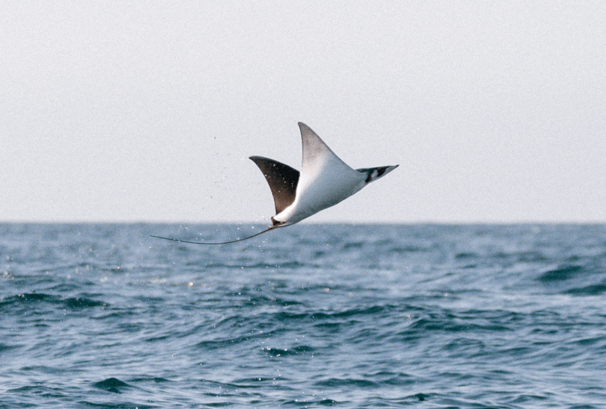 Swim With Flying Mobula Rays During An Open Sea Safari